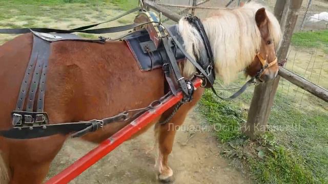 I AM A SMALL HORSE BUT I COST A LOT OF MONEY // Horses, Donkeys & Katrin Super Life смотреть онлайн