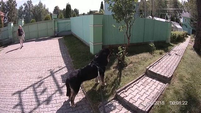 Испанский мастиф работа на охрану. bushking.ru смотреть онлайн
