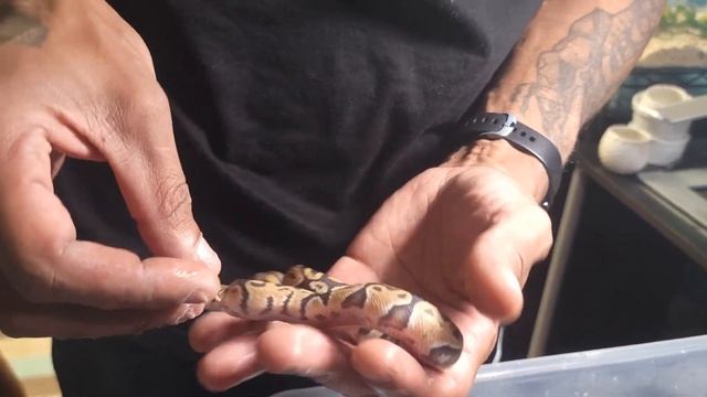 Updates! A 2 for 1 ball python clutch update смотреть онлайн