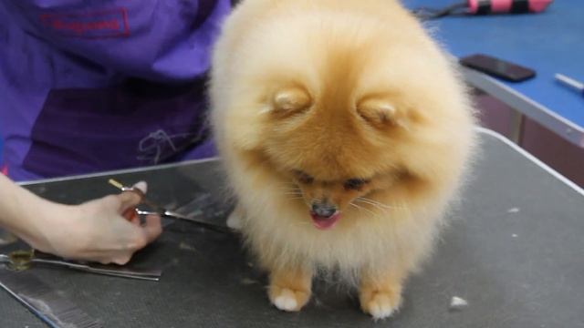 Шпиц Пончик в Монамур. Модельная стрижка. смотреть онлайн