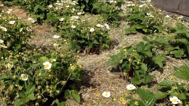 Полсыпайте скошенную траву под растения. смотреть онлайн