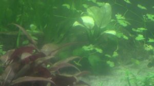 Аквариум на земле, земельная подложка, 4 недели спустя