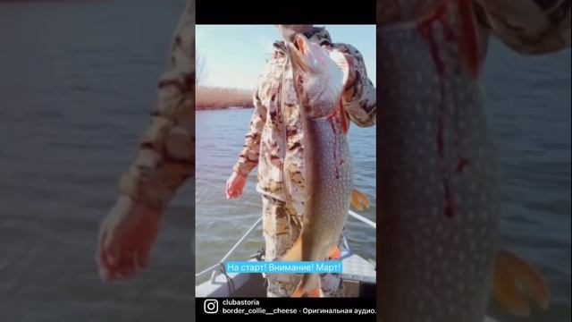 См.видео)словно рыбный рынок в Астрахани! Это стартовала рыбалка в марте?Щука и судак на спиннинг? смотреть онлайн