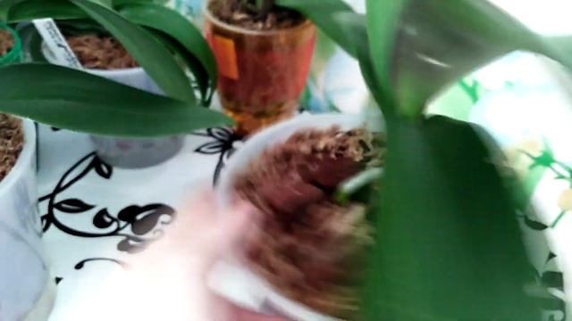 ОРХИДЕИ 53 /Изменения после полива японским удобрением! смотреть онлайн