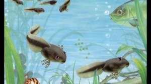 КАК ПОЯВЛЯЕТСЯ ЛЯГУШКА