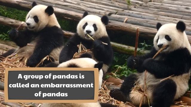 Panda Facts for Kids | Classroom Learning Video смотреть онлайн