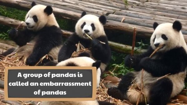 Panda Facts for Kids | Classroom Learning Video
