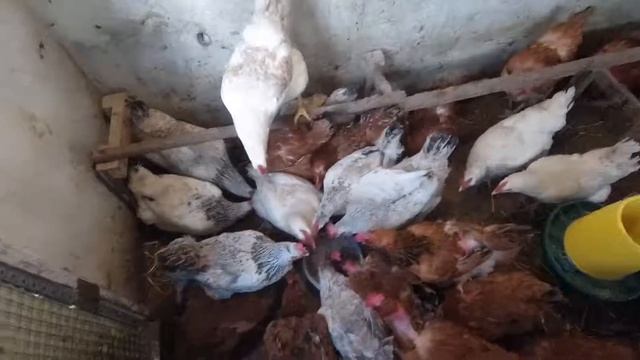 КАК кормить КУР при линьке и какой мы используем РАЦИОН смотреть онлайн