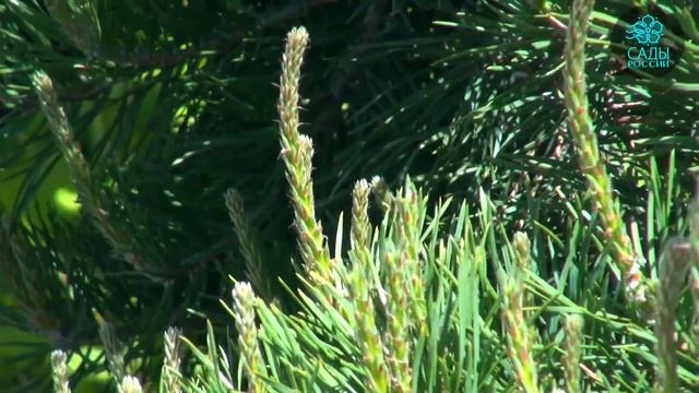 Как формировать хвойные растения? смотреть онлайн