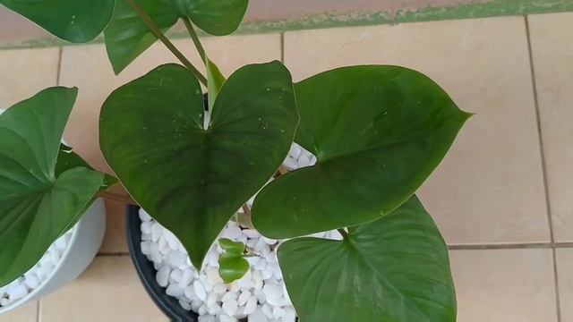 Tanaman Homalomena Rubescens