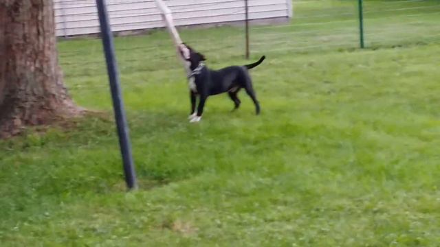 Alapaha Blue Blood Bulldog 5 Month Old Pup