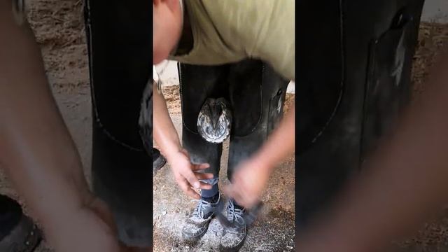 Ковка лошади Кабардинской породы смотреть онлайн