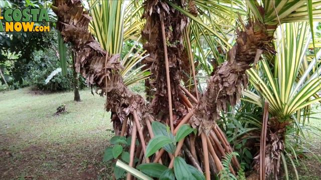 Costa Rica Life 🇨🇷 a Walk Thru Paradise 🌴 Jungle, Garden, Animals 🦜 Birds - tropical Ex-Pat life смотреть онлайн
