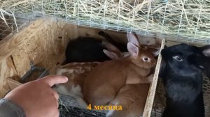 Подопытные кролики - Результативность вихревых методов (05.07.2023)[1080p]