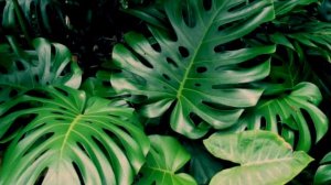 Чувствуют ли растения боль?