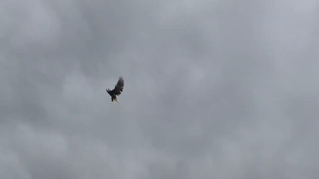 голуби 21.05.21г. пока такое смотреть онлайн