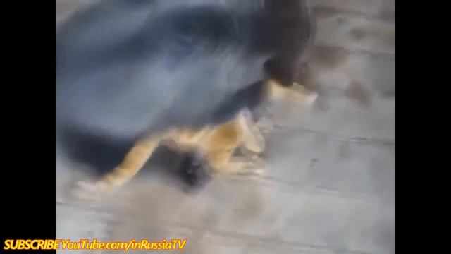 МЕДВЕЖОНОК И КОТ!ЛУЧШИЕ ДРУЗЬЯ!СМОТРЕТЬ ВИДЕО! смотреть онлайн