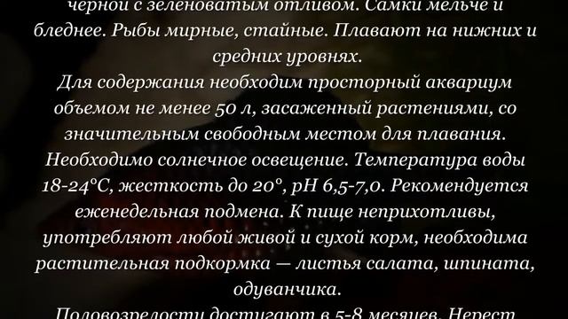Аквариумная рыбка Барбус черный смотреть онлайн