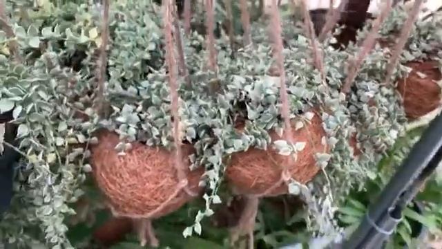 Dischidia Ruscifolia Variegated & Kokedama Nest Set смотреть онлайн