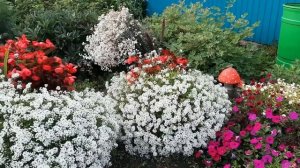 Алиссум Сноу Принцесс и семенной Клиа Кристал!