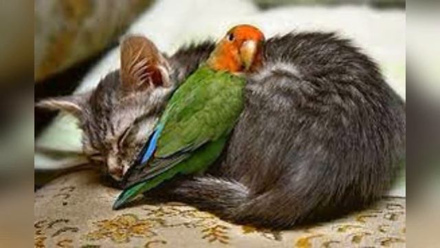 Что такое суета, заботы житейские? Бесполезны все наши малые дела и как не заботиться о завтрашнем? смотреть онлайн