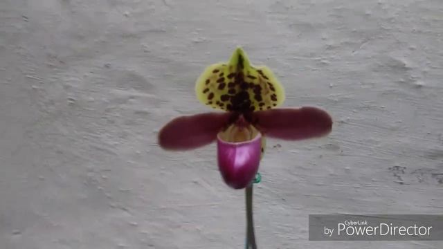 Paphiopedilum henryanum & Epigenium treatcheriam. смотреть онлайн