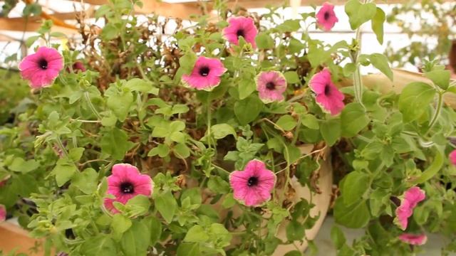 Обзор РАССАДЫ. Ликвидация З.Ц. ТРИПСА. 2-й подход-смена Препаратов  29.02.20.