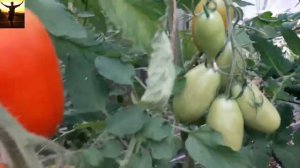 Супер ТОМАТЫ - СЛИВКИ НИАГАРА. Сорта томатов.ТопСад