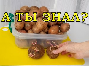 Готовим КАРТОФЕЛЬ к посадке: лучшие способы ПРОРАЩИВАНИЯ КЛУБНЕЙ???