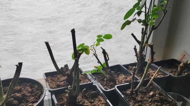 10.04.21.Декабристы..розы..рассада и лилии??мой домашний огород. смотреть онлайн