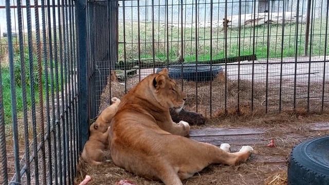 Карапузики в засаде. Мамы начеку. Папы на разборках. Жизнь кипит.Парк львов"Прайд". Абхазия 12.2021 смотреть онлайн