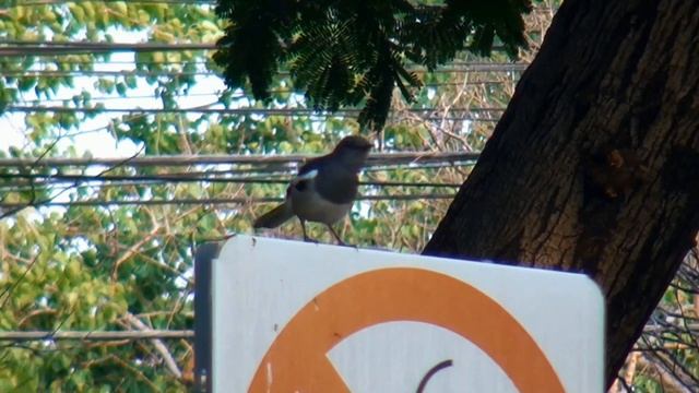 Сорочий шама-дрозд (сорочья славка). Oriental Magpie-Robin смотреть онлайн