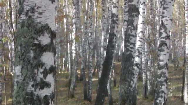 ЛУЧШАЯ ЗЕМЛЯ ДЛЯ РАССАДЫ . ГДЕ БРАТЬ ЗЕМЛЮ ДЛЯ РАССАДЫ смотреть онлайн