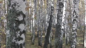 ЛУЧШАЯ ЗЕМЛЯ  ДЛЯ РАССАДЫ .  ГДЕ БРАТЬ ЗЕМЛЮ ДЛЯ РАССАДЫ