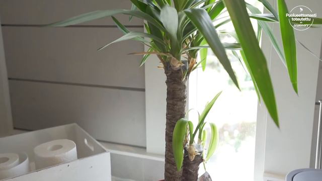 Venlan ja Juuson kokemuksia Kuusamo Hirsitaloista смотреть онлайн