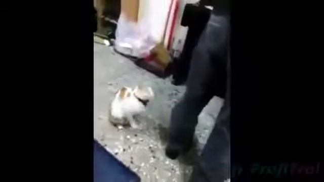 Мега прикол! Лучшая кошка защитник!! смотреть онлайн