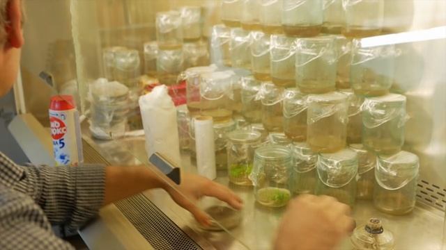 Как выращивают саженцы без инфекций и вирусных заболеваний. Вегетативный метод получения саженцев.