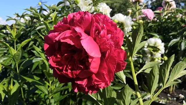 Пион Кэрол.Вся красота цветка!Июнь 2020 год. смотреть онлайн