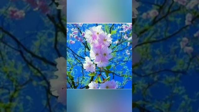 Весна идет!!!!))))(Звучат стихи Ирины Самариной и Дмитрия Тарамаева) смотреть онлайн