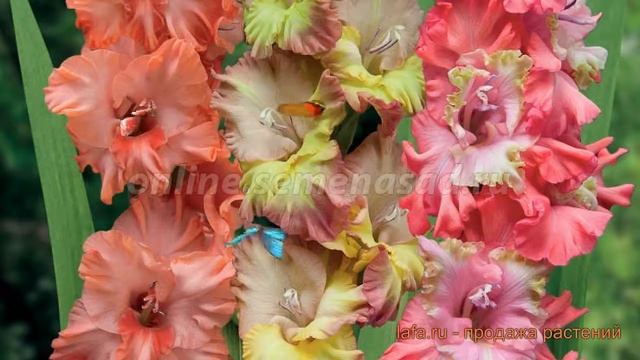 Гладиолус крупноцветковый Богиня утренней зари ? обзор: как сажать, луковицы гладиолуса смотреть онлайн