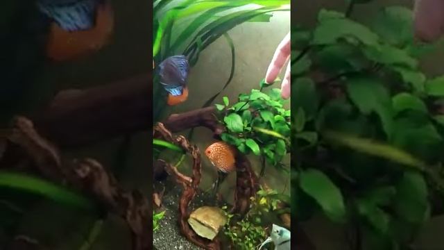 Дискусы. Вот такая благодарность! смотреть онлайн