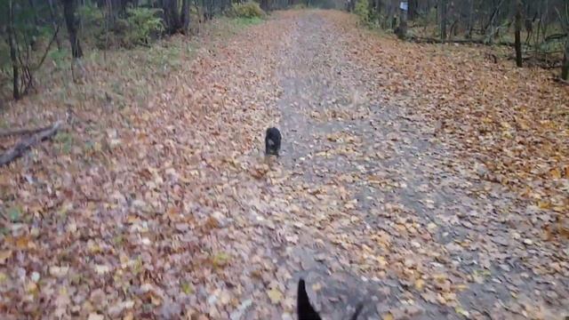 Конь всадник и собака итоги. смотреть онлайн