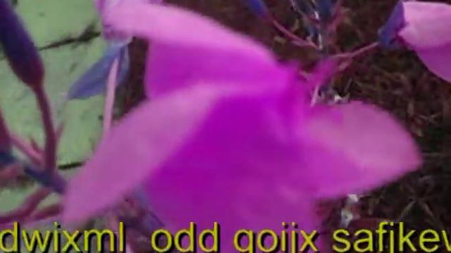 Дарители Счастья - Это вовсе и не сон смотреть онлайн