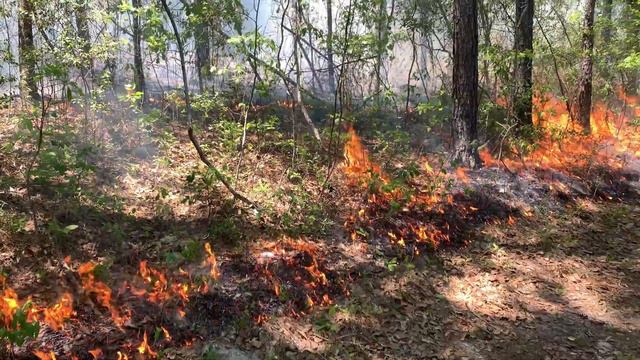 Prescribed Fire - Burning for better Habitat смотреть онлайн