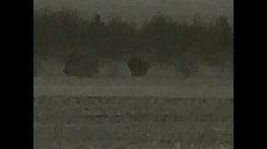 Гуси в тепловизор, скоро охота на гуся в Беларуси, 07 03 21 Гуси кабаны