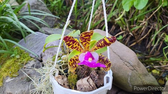 🇺🇦 Cattleya aclandiae, ця крихітка орхідея вперше зацвіла на 4-й рік в моїй умовах. смотреть онлайн