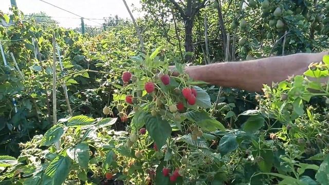 СУПЕР МАЛИНА ИМАРА