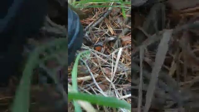 Poisonous snakes!! Ядовитые змеи зимой!!! смотреть онлайн