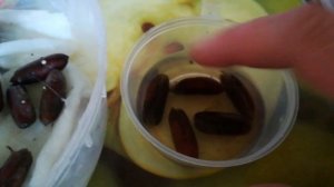 Финиковая пальма из косточки.как вырастить финик из косточки.