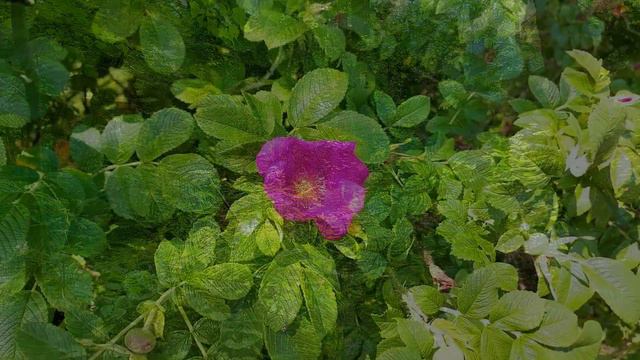 Лесной жаворонок и зарянка успокоит вашу душу